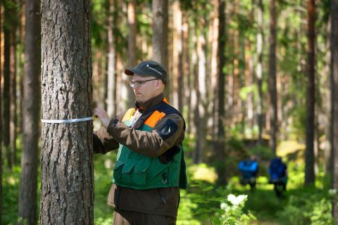 Metsähallitus brändikuva. Metsäasiantuntija mittaa puun ympärysmittaa.