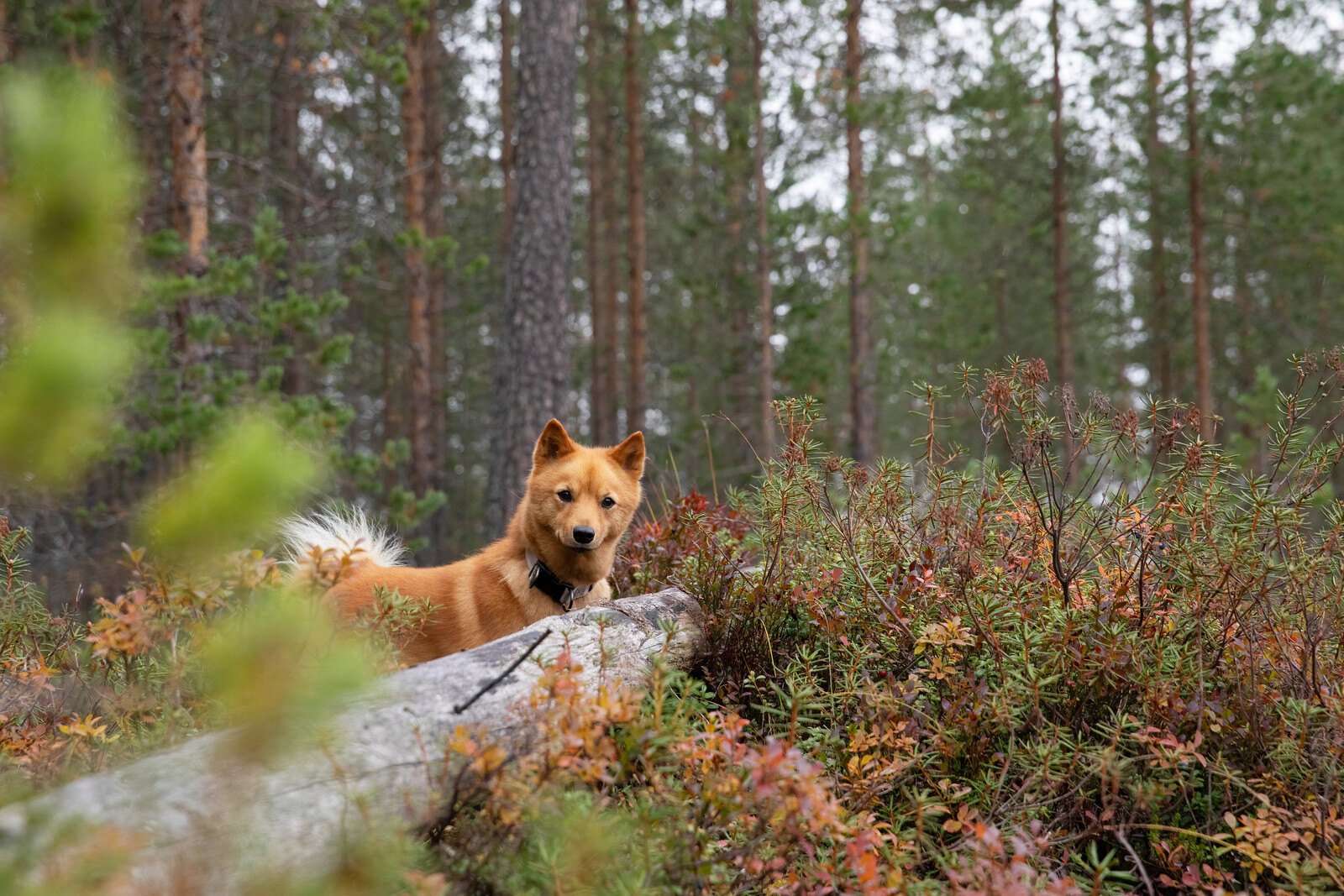 Rovaniemi_Katri_Lehtola_Keksi_Metsähallitus_0923_metsästyskuvat-1410~2_original_uxga