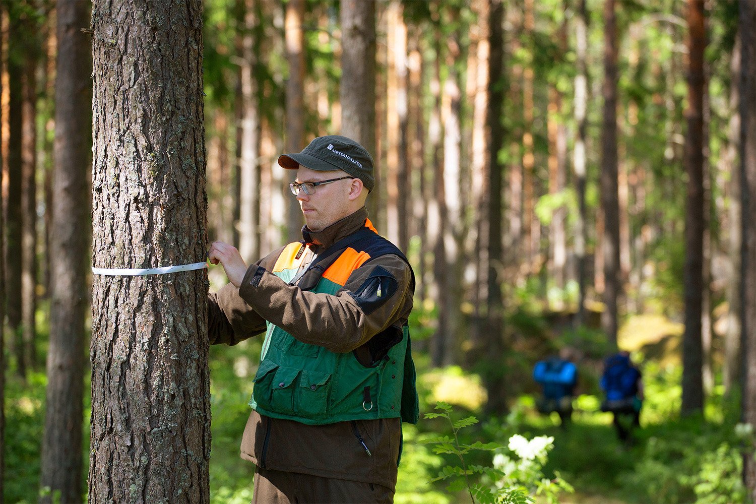 Henkilö mittaa puun ympäryksen.